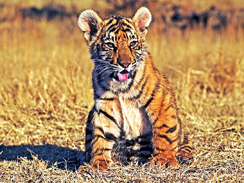 © WWF-Canon / Martin HARVEY <br> WWF is working closely with government partners in countries that have tigers to strengthen national plans to protect tigers and double their numbers, to ensure a world where tigers thrive long into the future.
